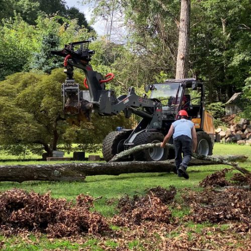 work-crew-work-to-remove-giant-fallen-tree-and-branches-using-heavy-equipment-SBI-351461107